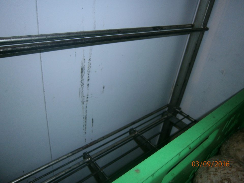 Stena v chladiacom boxe zeleniny znečistená plesňou.
