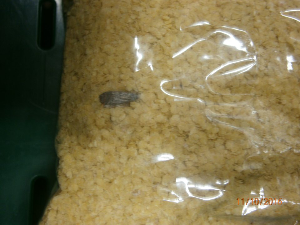 Výskyt škodcov v pšeničných klíčkoch.