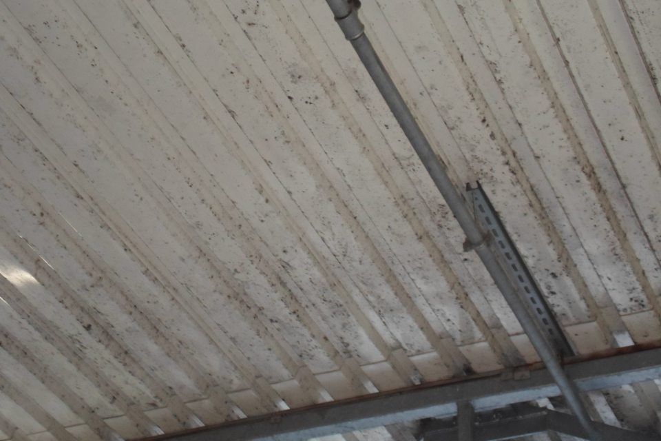 Strop nad príjmovou rampou prevádzky pokrytý vrstvou čiernej plesne.