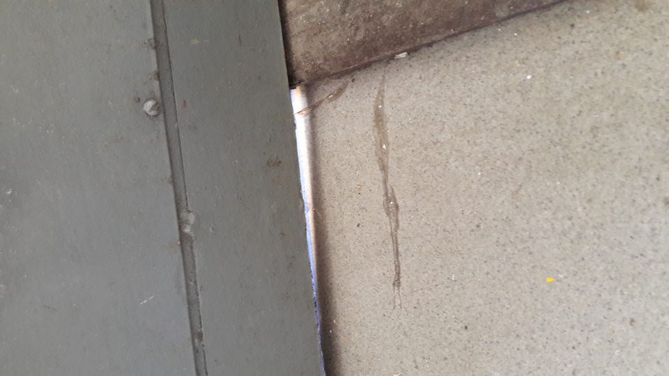Dvere na príjme pekárenských výrobkov - neboli zabezpečené proti vnikaniu škodcov.