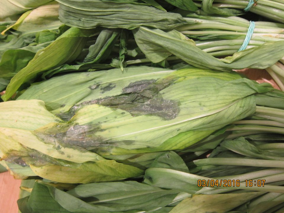 Predaj vňate medvedieho cesnaku nevhodnej na ľudskú spotrebu - hnilobný proces a zvädnuté zväzky