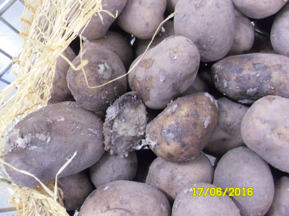 Predaj zemiakov konzumných nevhodných na ľudskú spotrebu s výskytom mokrej hniloby.