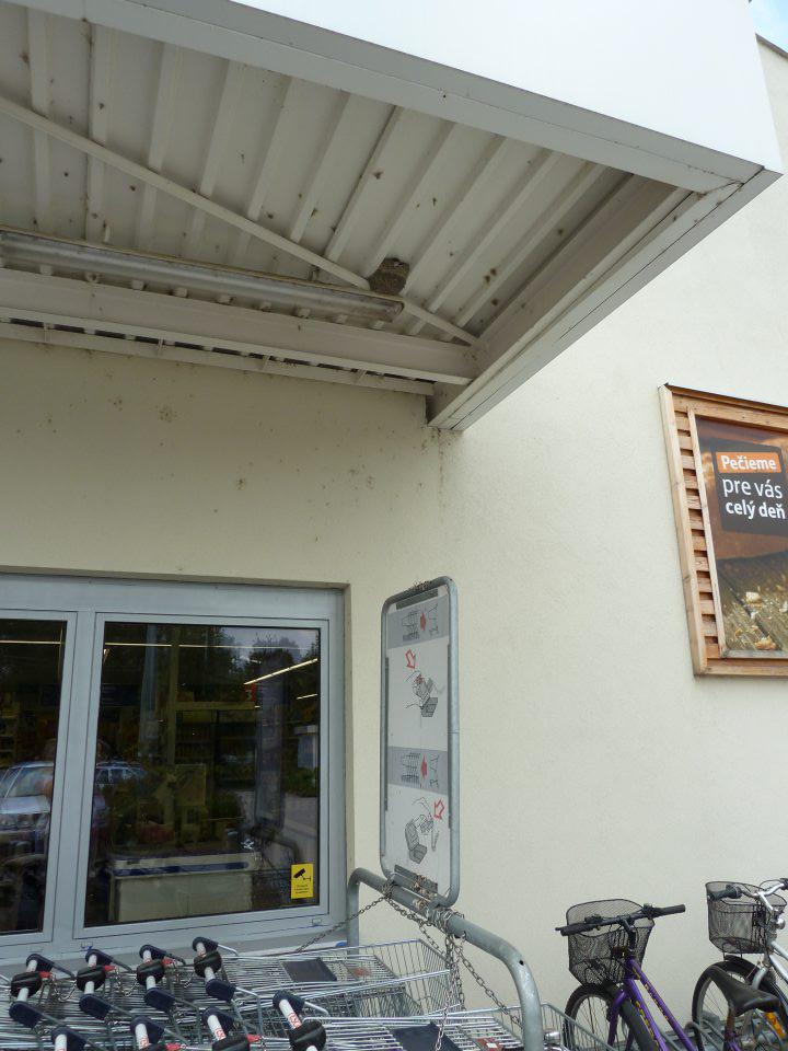 V prevádzke na výveske vtáčí trus z hniezda na strieške.