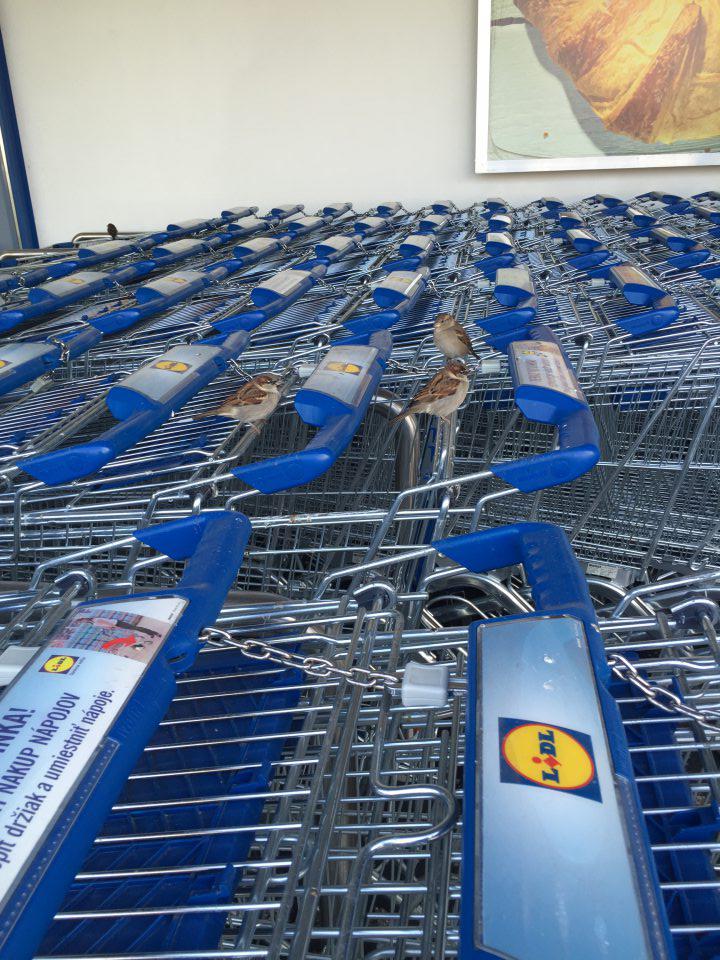 Vrabce sú usadené na nákupných košíkoch.