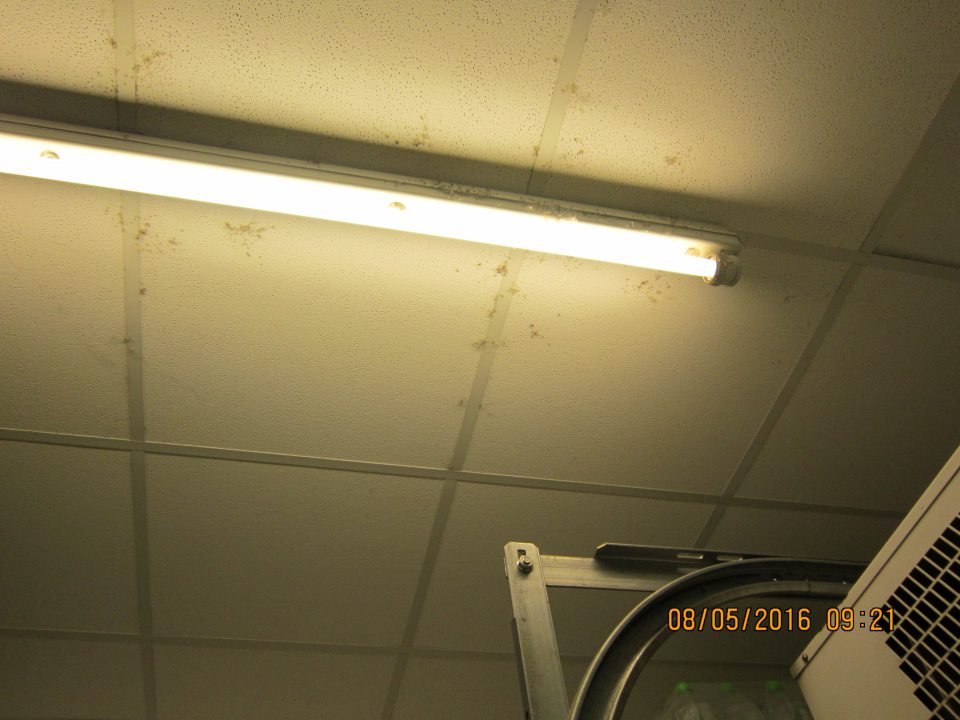 V sklade na strope nad nebalenými pekárskymi výrobkami (nebaleným chlebom) znečistené svietidlo a stropné podhľadové dosky pavučinami a prachom.