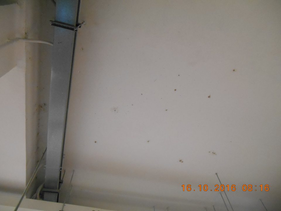 V sklade suchých potravín na strope výskyt pavučín.