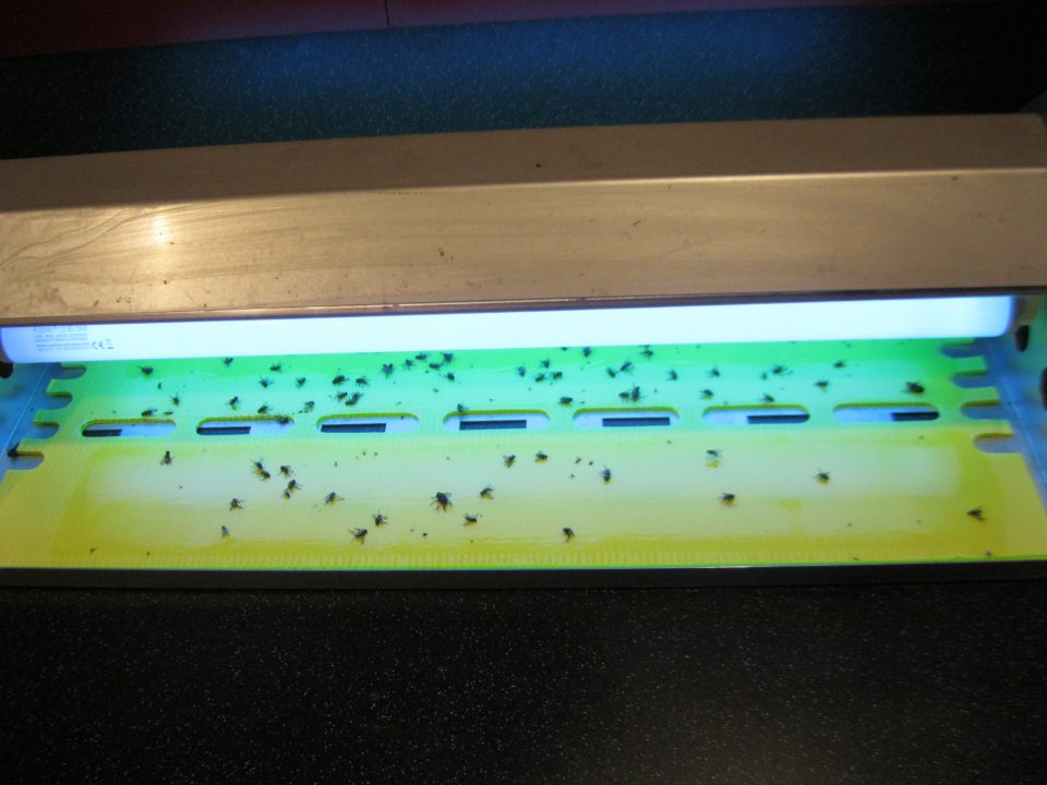 V prevádzke, v oddelení lahôdok zvýšený výskyt lietajúceho hmyzu.