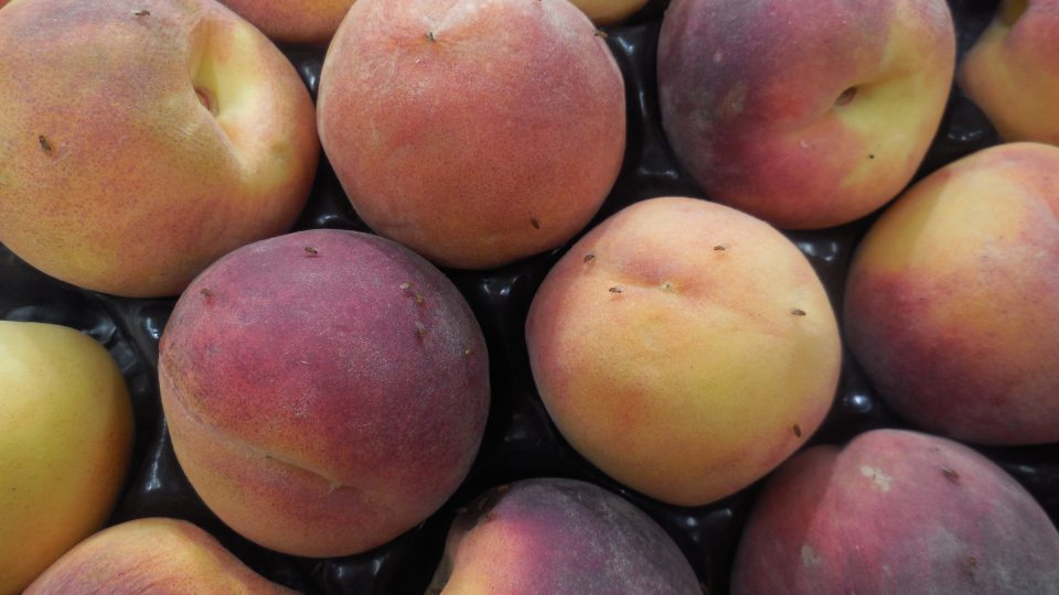 Na predávanom produkte výskyt ovocných mušiek.