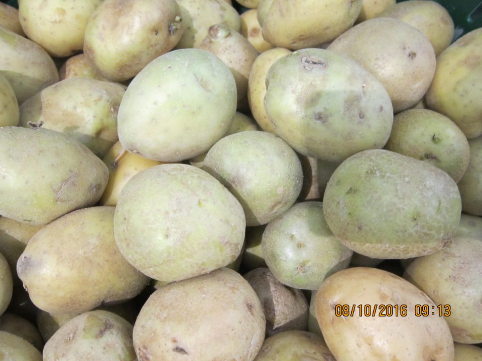 Predaj zemiakov so zmenenou zelenou farbou šupky nevhodných na ľudskú spotrebu.