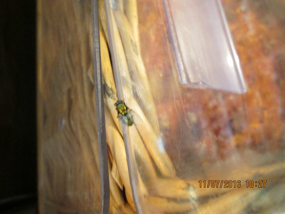 Výskyt živého hmyzu v časti predaja nebalených pekárskych výrobkov.