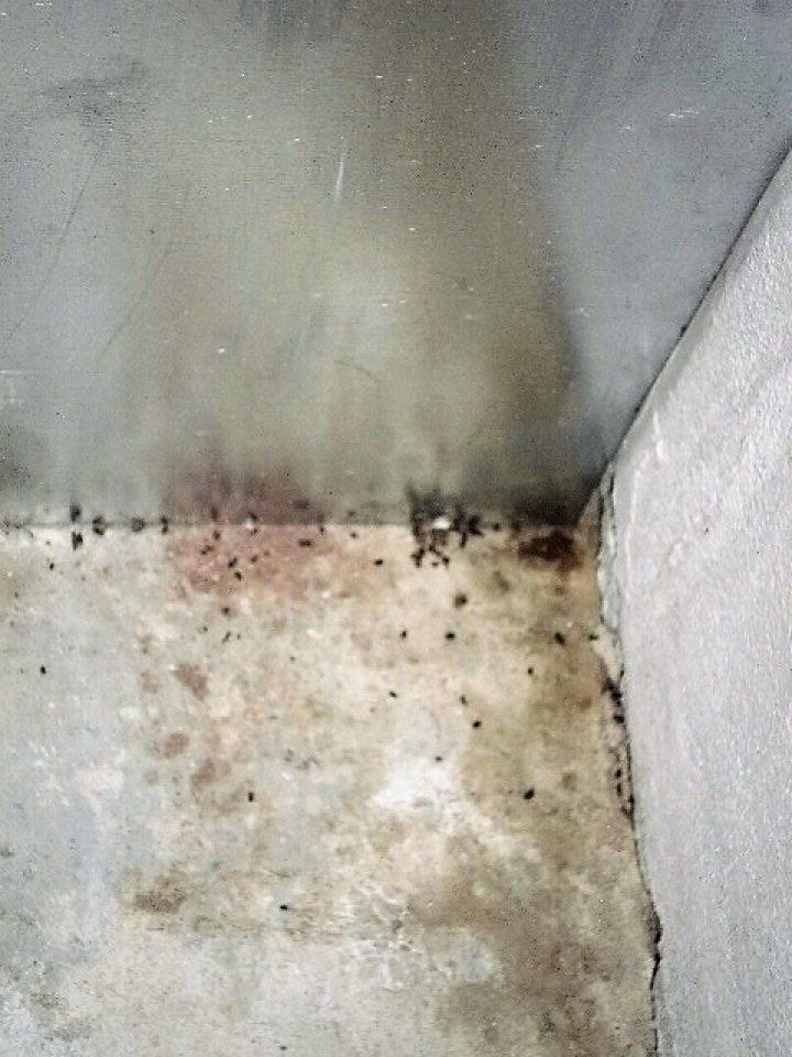 V sklade liehovín zistená prítomnosť trusu malých hlodavcov. 