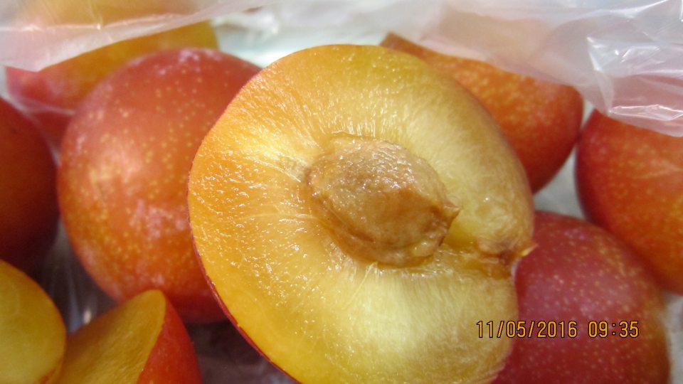 Plum Roysum - zistený výskyt vnútornej hniloby.