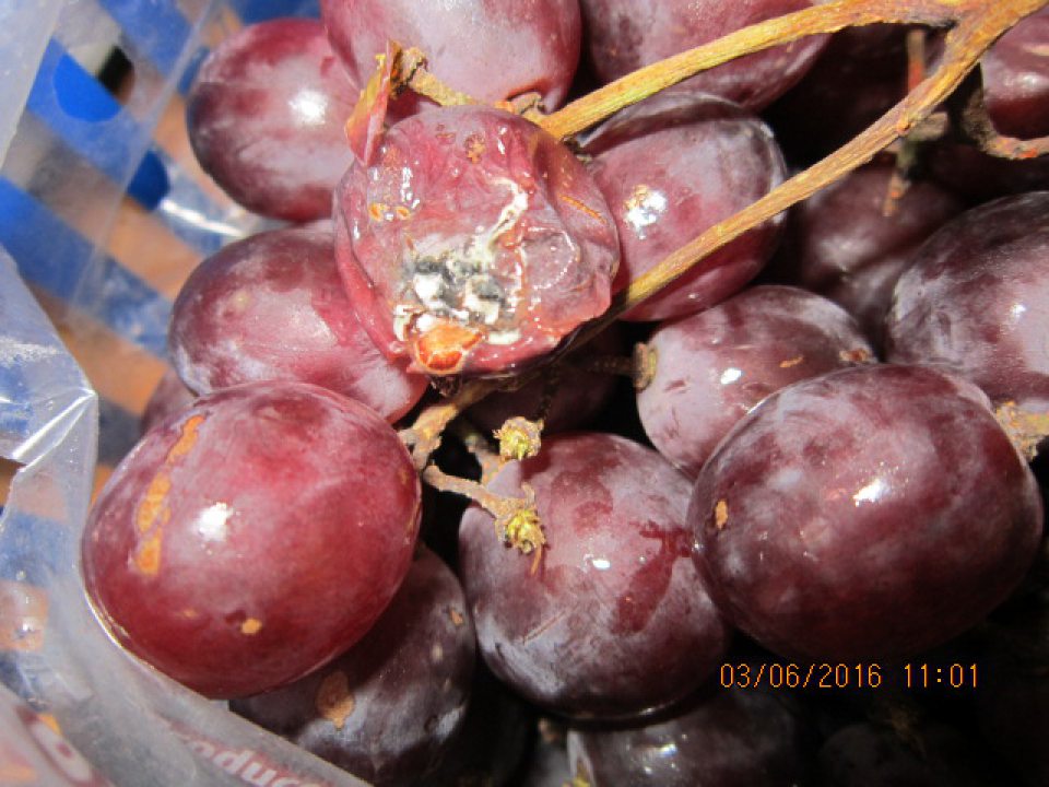 Predaj výrobku s vykazujúcou prítomnosťou plesne a hniloby.