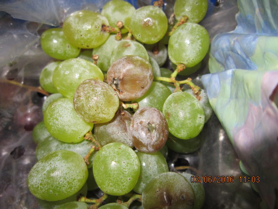 Predaj výrobku s vykazujúcou prítomnosťou plesne a hniloby.