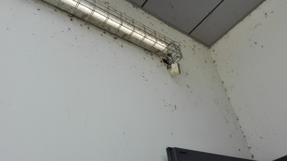 Vo vonkajšom priestore príjmu potravín výskyt pavučín na budove.
