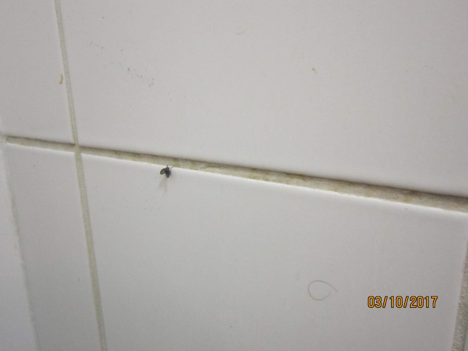 V prevádzke zvýšený výskyt múch Clogmia albipunctata z odpadových vôd.