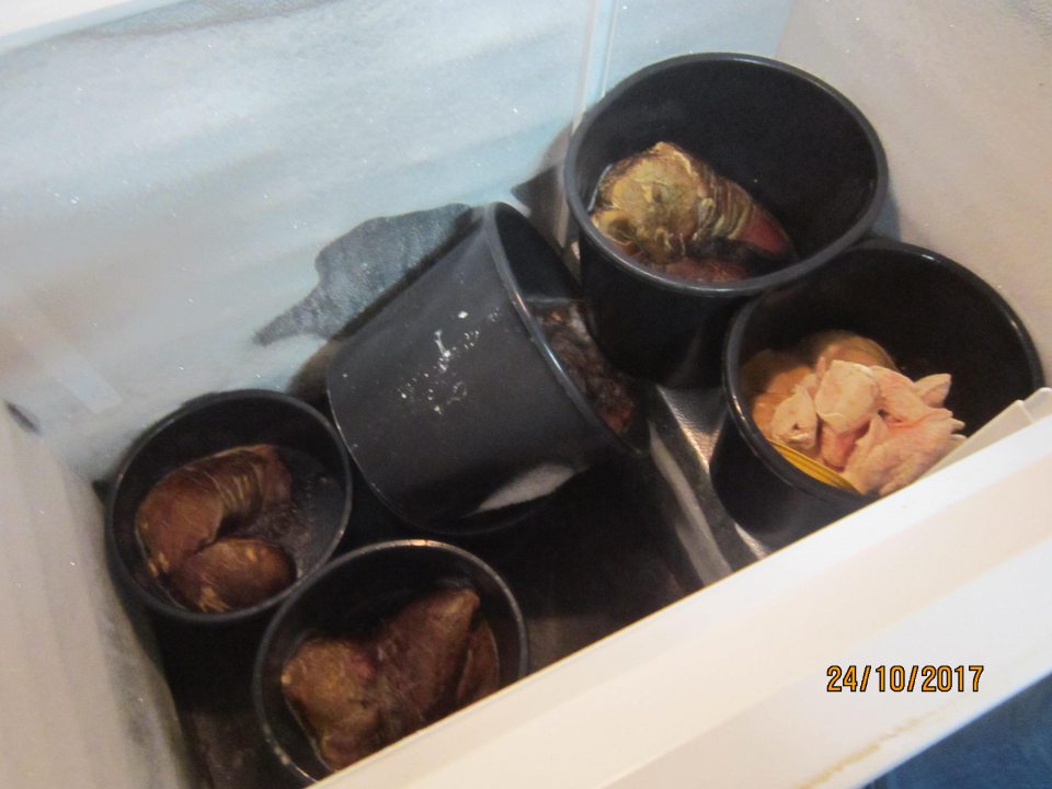 V zázemí prevádzkarne vyradené čerstvé mäso dlhodobo skladované  v mraziacom boxe.