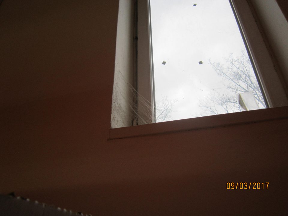 V prevádzke okná nad regálom na predaj pekárskych výrobkov znečistené pavučinami.