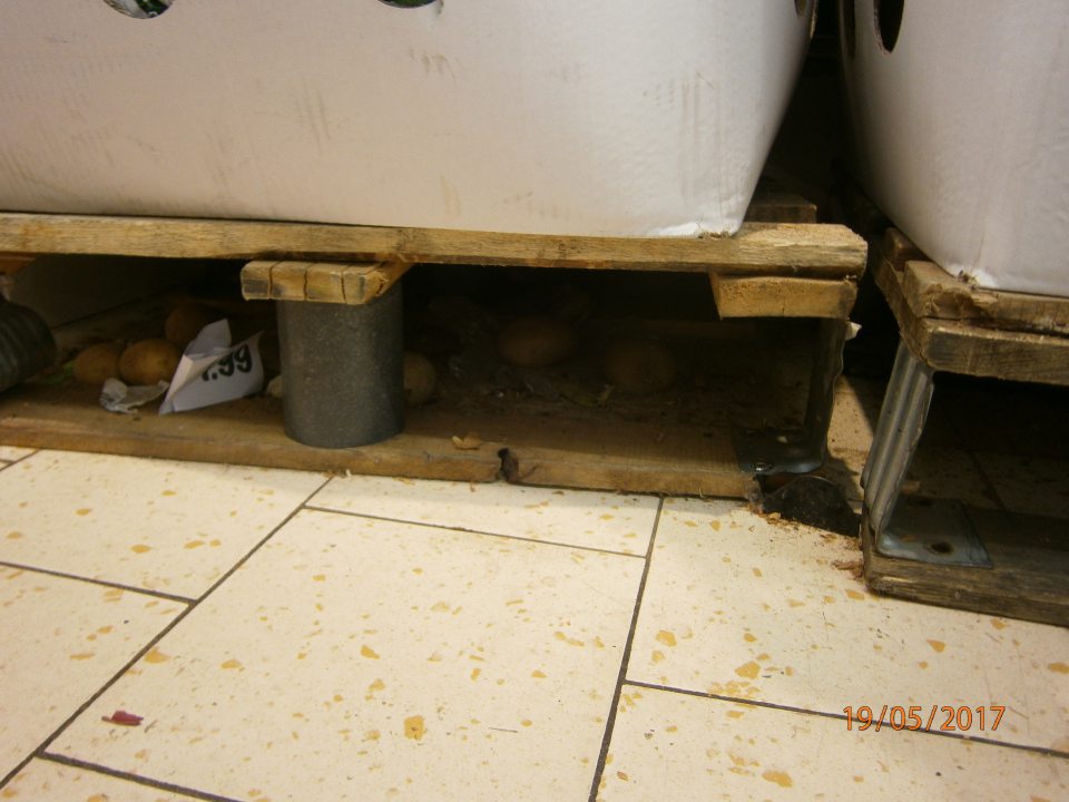 Znečistená podlaha v mieste vystavovania cibule.