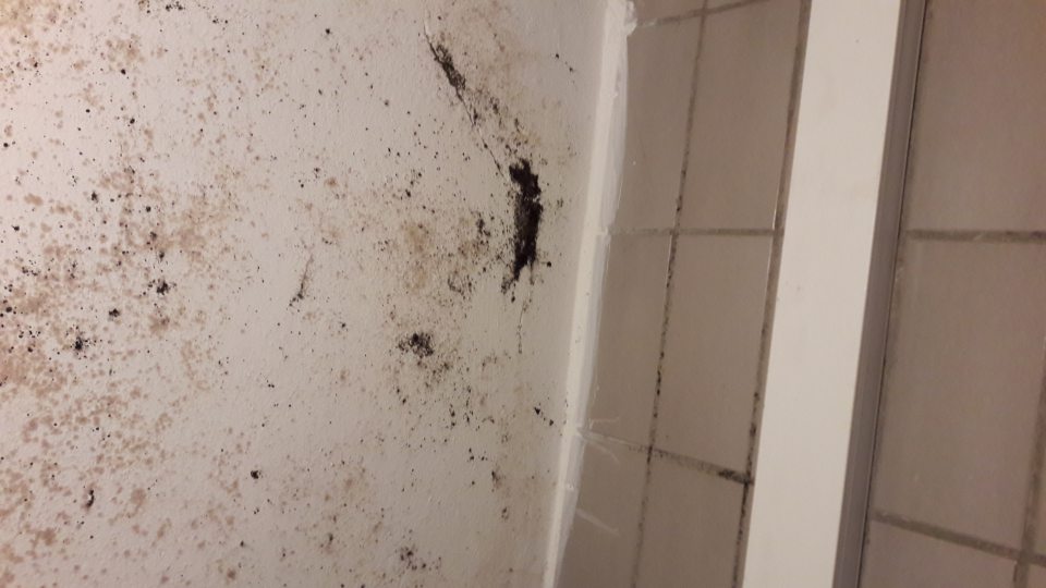 V chladiacom boxe s uskladnenými mäsovými výrobkami - znečistený strop - pleseň.