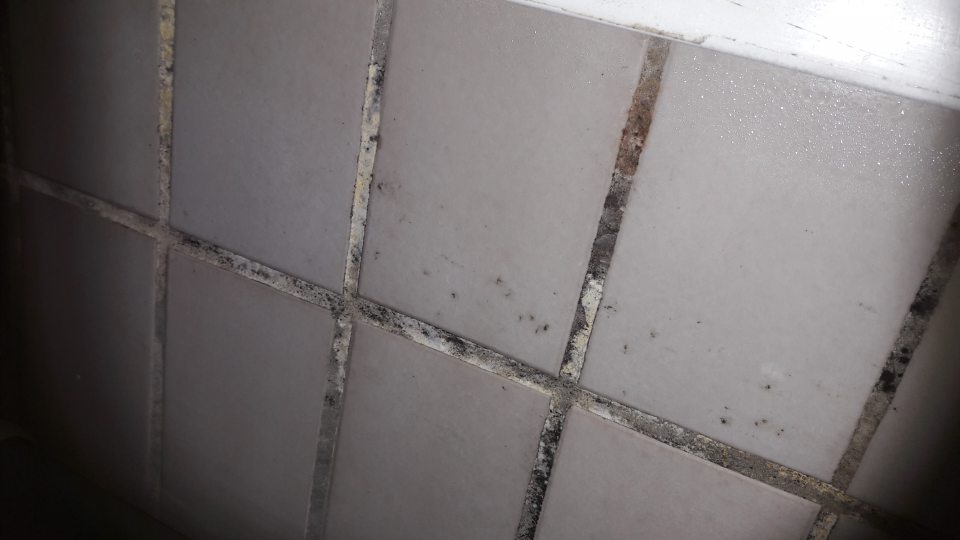 V chladiacom boxe s uskladnenými mäsovými výrobkami - znečistené spoje medzi obkladačkami - pleseň.