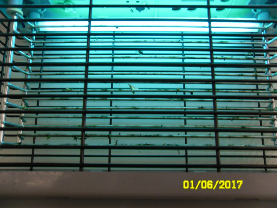 V predajni znečistený lapač hmyzu v časti mäso kútik.