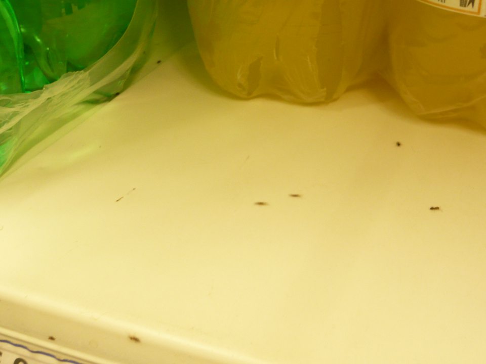 V predajni výskyt živých škodcov- mravce.