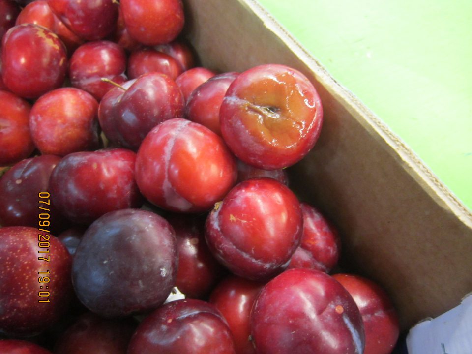 Predaj plodiny nevhodnej na ľudskú spotrebu, napadnutá hnilobou. 