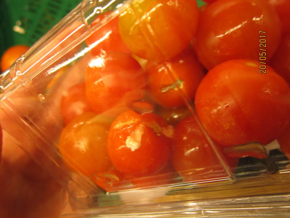 Predaj zeleniny cherry paradajky nevhodnej na ľudskú spotrebu, napadnuté bielou plesňou. 