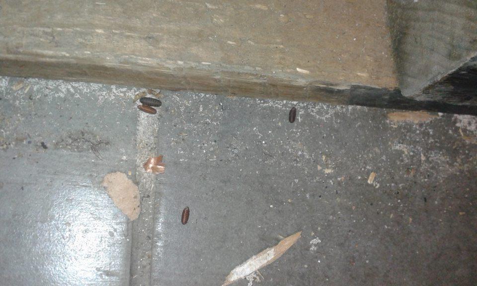 V predajných priestoroch na podlahe výskyt kukiel hmyzu.