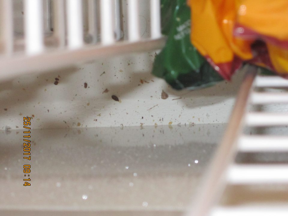 Znečistené dno mraziaceho boxu napadanými nečistotami.