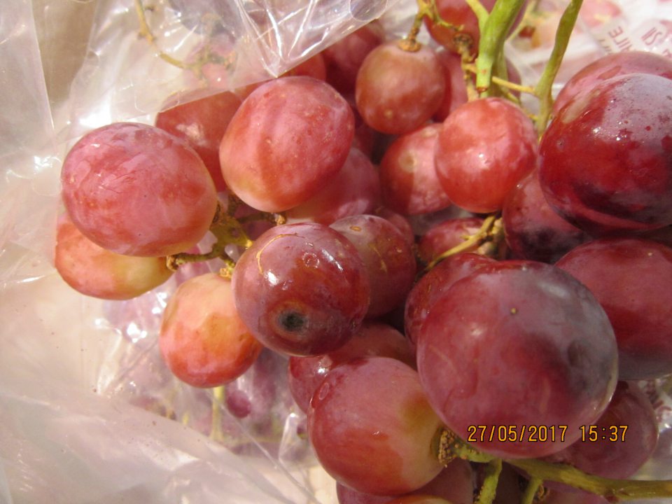 Predaj ovocia hrozno červené nevhodného na ľudsky konzum z dôvodu výskytu hniloby na povrchu bobúľ. 