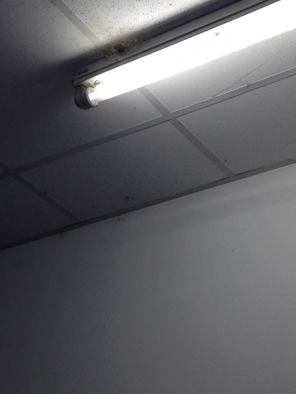 V sklade potravín výskyt pavučín v rohoch stien a okolo svietidiel.