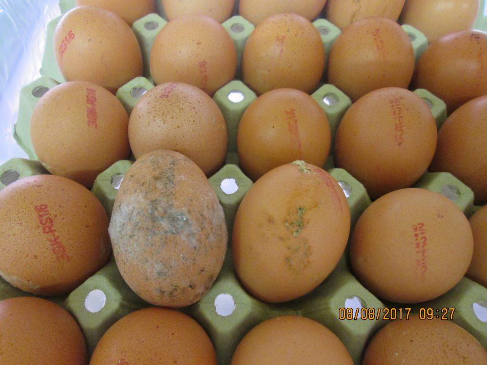 Predaj vajec s výskytom plesne na povrchu vajec. 
