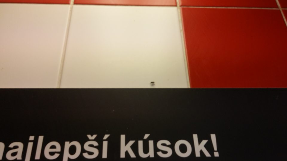 Na predajnej ploche v priestore predaja čerstvého chladeného mäsa výskyt lietajúceho hmyzu - múch.