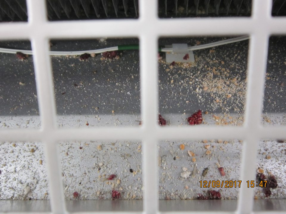 V predajni znečistené mraziace zariadenie na rybacie výrobky.