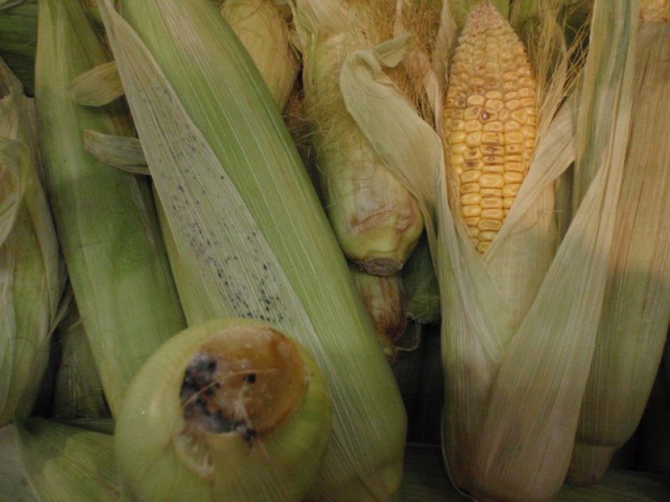 Predaj potravín nevhodných na ľudskú spotrebu.