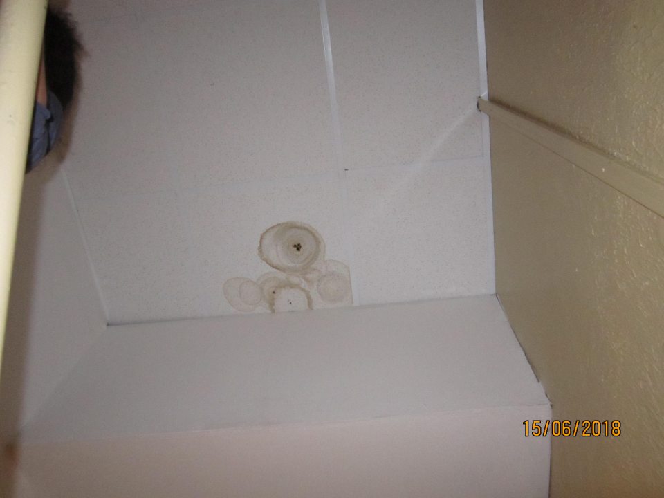 Strop zatečený s porastom plesne