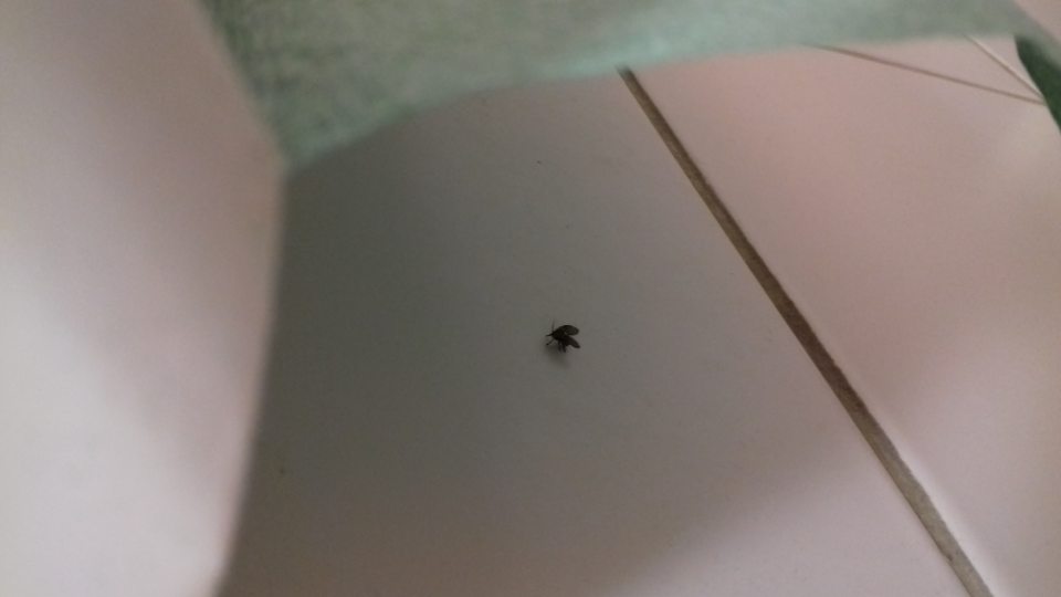 Výskyt hmyzu Clogmia albipunctata