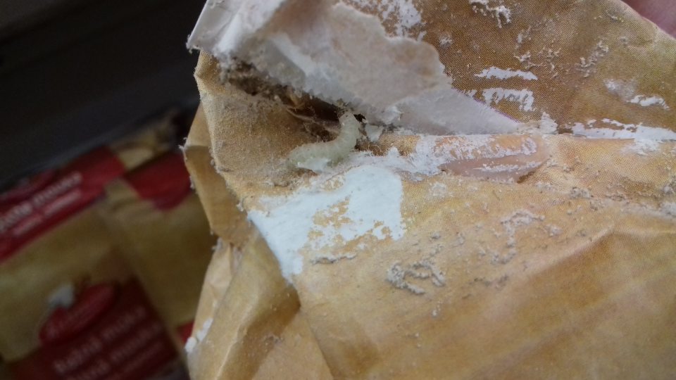 Výskyt molí v múke