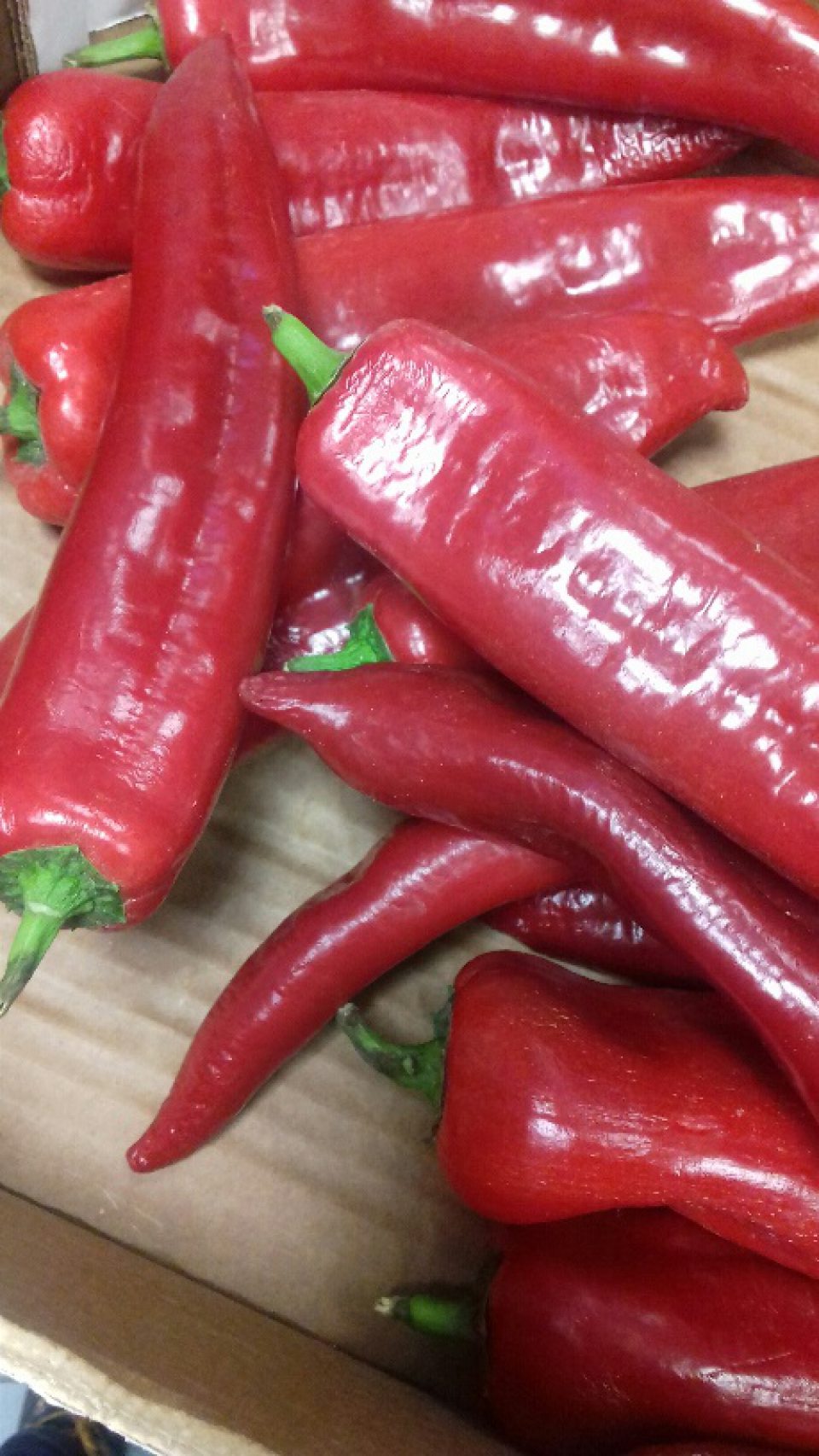 Paprika červená voľne ložená ,,Kápia" scvrknuté dehydrované plody napadnuté hnilobou.