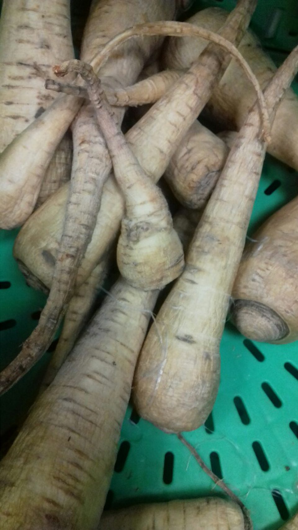 Petržlen záhradný - silne dehydrované, scvrknuté korene.