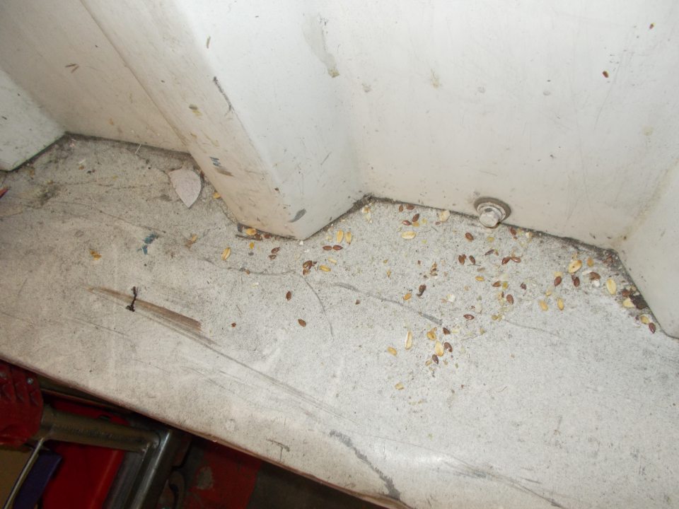  V chodbe pred vstupom do pekárne sa nachádzali na viacerých miestach zhluky prachu, pavučín, zvyšky kartónov posypov pečiva