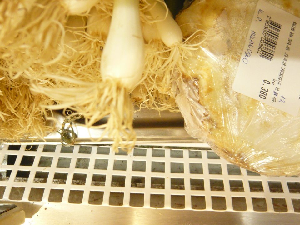 Zistený výskyt nečistôt pod mriežkami chladiarenského zariadenia s uchovávanou čerstvou zeleninou na predajnej ploche.