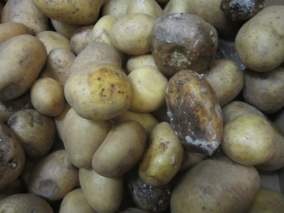 Zemiaky nevhodné na ľudskú spotrebu, hľuzy napadnuté mokrou hnilobou