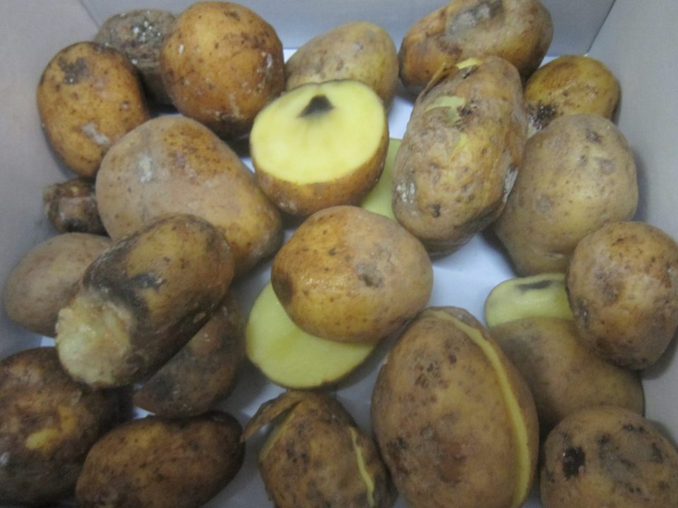 Zemiaky napadnuté hnilobou a plesňou, nevhodné na ľudskú spotrebu