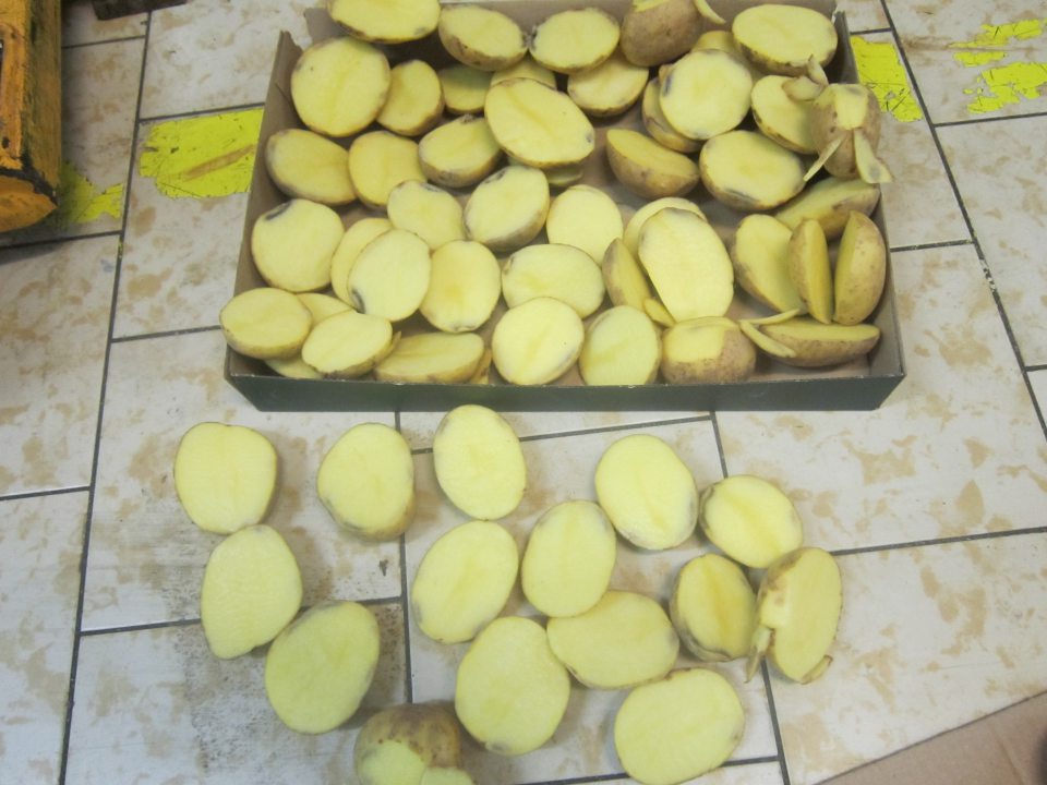 Zemiaky nevhodné na ľudskú spotrebu, černanie dužiny