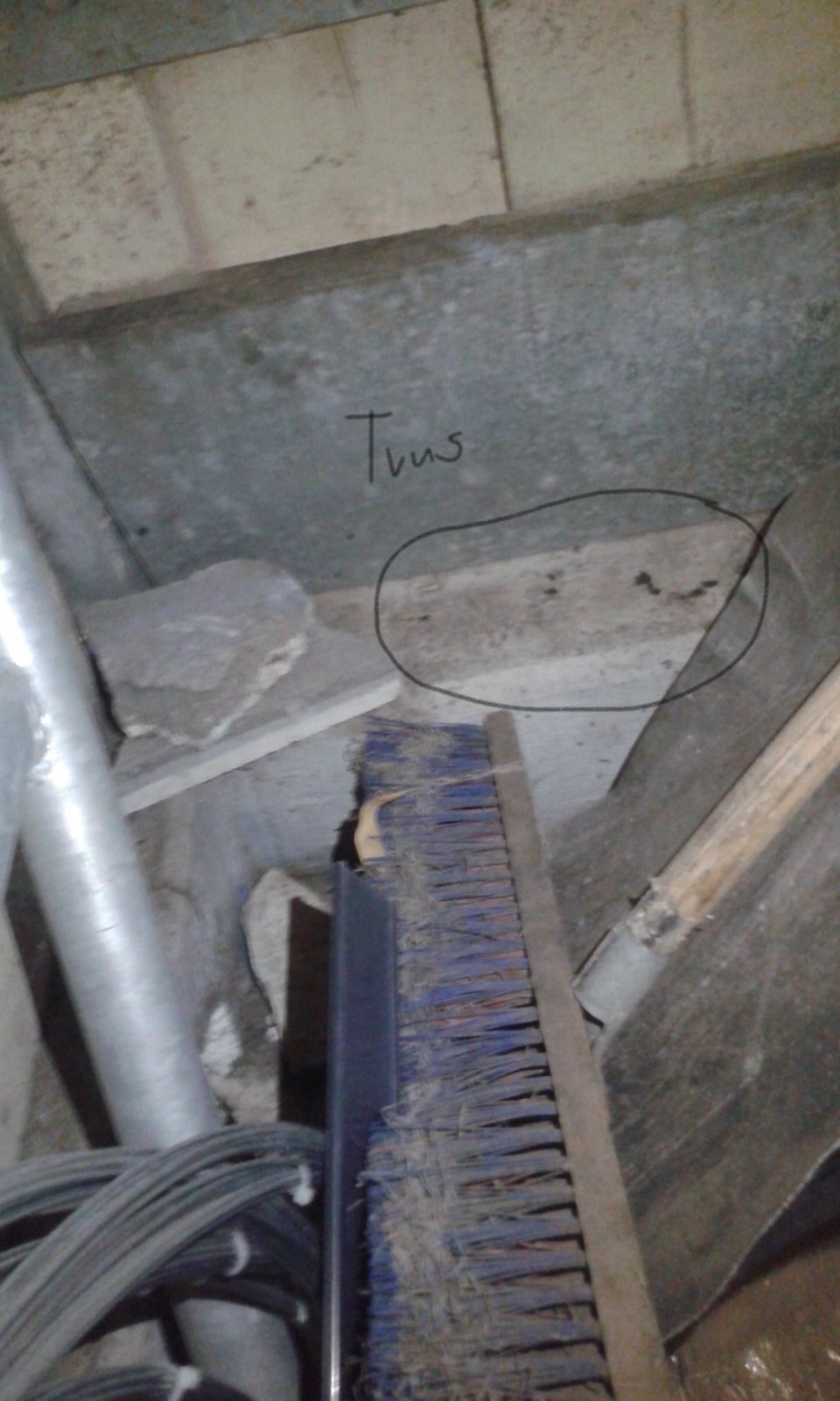 Výskyt potkanieho trusu.