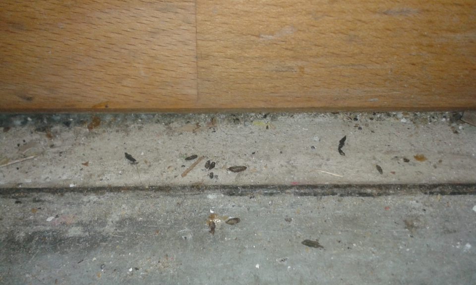 Znaky prítomnosti hlodavcov v sklade potravín