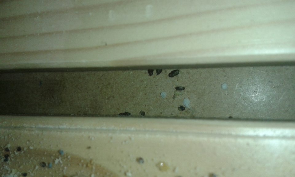 Znaky prítomnosti hlodavcov v predajni - spodná časť regálu na čerstvé pečivo